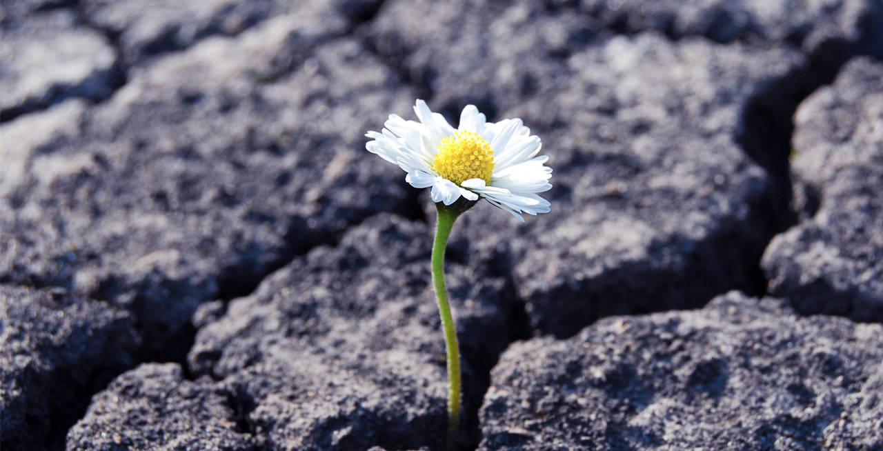 Fostering Resilience in Survivors of Suicide Loss